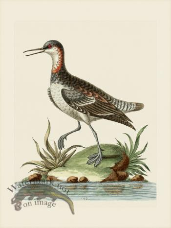 Edwards 143 Cock Coot-footed Tringa